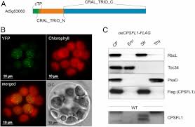 We did not find results for: A Sec14 Domain Protein Is Required For Photoautotrophic Growth And Chloroplast Vesicle Formation In Arabidopsis Thaliana Pnas