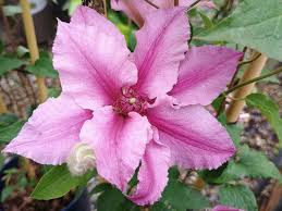Image result for Clematis dolichopoda