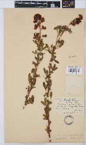 Image result for Crotalaria natalitia