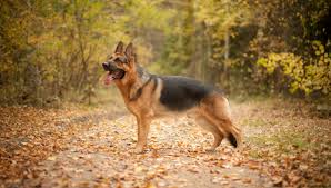 German Shepherd Dog All About Dogs German shepherd dog information including personality, history, grooming, pictures, videos, and the akc breed standard. german shepherd dog all about dogs