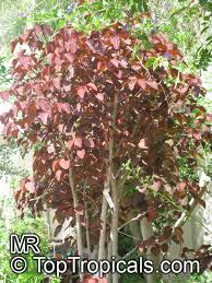 Image result for Euphorbia cotinifolia