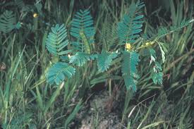 Image result for Tristachya viridiaristata