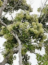 Image result for Syzygium komatiense