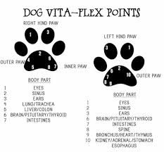 Vita Flex Points For Dogs Essential Oils Dogs Coconut