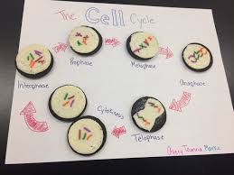 Pin By Stefanie Mabie On Oreo Mitosis 2016 Life Science Mitosis Science Teacher