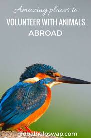 Amazing Places To Volunteer With Animals Abroad Volunteering With Animals Places To Volunteer Gap Year Travel