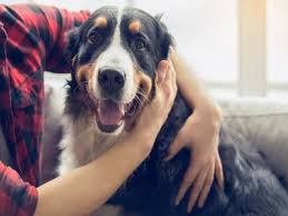 It gives us the perfect opportunity to show our furry best friends. International Dog Day 2020 History Purpose And How To Celebrate