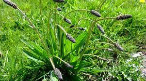Buckhorn plantain is a cool season perennial weed. How To Remove Plantain Weeds From Your Lawn Stop Them Returning