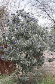 Texas mountain laurel is a small thornless evergreen tree. Sophora Secundiflora Silver Peso Silver Peso Mountain Laurel Plants Outdoor Gardens Desert Plants