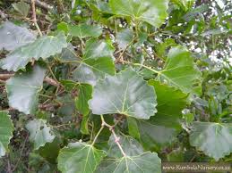 Image result for Rhoicissus tomentosa