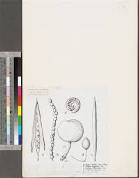 Image result for Cleome schimperi