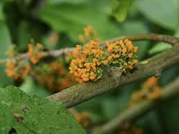 Image result for Scepocarpus