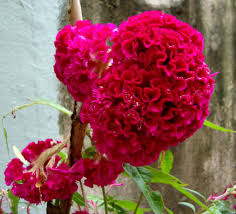 Red Flowers Pictures And Names Where This Flower Was Blooming Said They Called It Velvet Flower Velvet Flowers Red Flowers Flowers
