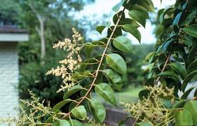 Image result for Ligustrum lucidum