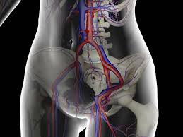 Sympathetic innervation cause vessels to constrict. Femoral Vein Anatomy Function And Significance