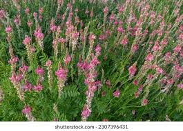 Image result for Indigofera dendroides