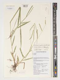 Image result for Urochloa umbellata