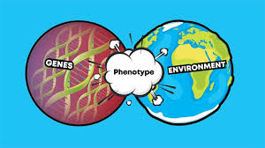 Genotype Vs Phenotype Examples And Definitions Technology