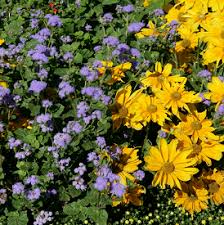 Ageratum Plant Disease Diagnostics Clinic
