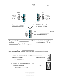 Heredity Graphic Notes Interactive Science Notebook Life Science Heredity