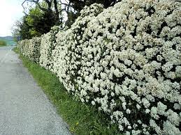 Queste siepi possono servire anche a schermare e proteggere zone del. Viburnum Tinus Siepe Cerca Con Google Siepi Da Giardino Piante Da Giardino Piante Da Ombra Da Giardino