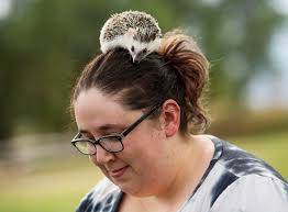 Colorado Springs woman runs a Harry Potter-themed hedgehog breeding  business