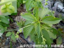 Image result for Micrococca mercurialis