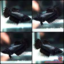 Live Betta Fish Female Black Orchid Crowntail Ct 2003 Betta Fish Betta Fish