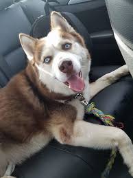 Husky