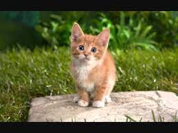 See more ideas about cats and kittens, kittens, cats. Very Cute Cat And Dog Pics Youtube