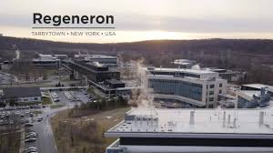 Regeneron's cocktail, a combination of two drugs designed to mimic the antibodies generated naturally when the immune system fends off the virus, was given to president donald trump. Regeneron Hq Tarrytown Ny View Inc