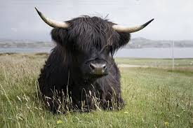 Iona Scottish Highland Cow Highland Cattle Fluffy Cows