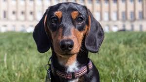 Michigan Based Pet Supplies Plus Sending Donations To Help Animals Affected By Hurricane Harvey Sending 30 000 Worth Pet Supplies Plus Animals Pet Supplies