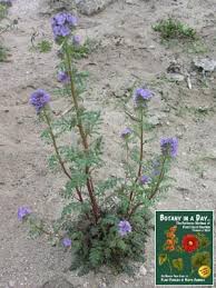 Image result for Hydrophyllaceae