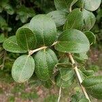 Image result for Strychnos madagascariensis