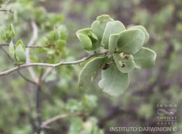 Image result for Lycium schizocalyx