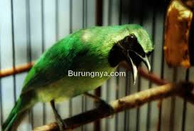 Tampilkan postingan dengan label burung cucak ijo. 6 Perawatan Cucak Ijo Mabung Atau Nyulam Agar Cepat Selesai Burungnya Com