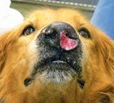 The average duration of symptoms before diagnosis is 3 months and include bleeding some of these symptoms overlap with other medical conditions such as fungal infection, foreign body, or inflammation but as the tumor grows, signs such. Canine And Feline Nasal Tumors