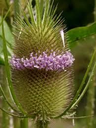 Image result for Dipsacus pinnatifidus