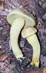 Image result for Boletus sp.