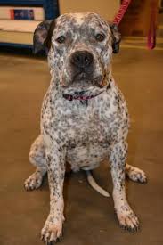 Black And White Pointer Pitbull Mix Meet Oreo A Petfinder Adoptable German Shorthaired Pointer Dog St Louis Mo Meet Oreo She I Kitten Adoption German Shorthaired Pointer Dog Happy Animals