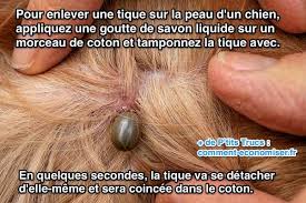 L'un pourrait être mon fils, l'autre votre voisine, le 3ème un ami. L Astuce Pour Enlever Une Tique D Un Chien Sans Pince