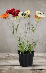 Therefore, the easiest method for how to grow oriental poppies is to sow the seeds directly into the ground. Growing Poppies In Pots Care How To Grow Poppies In Containers Balcony Garden Web