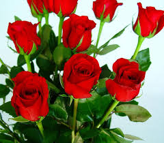 Although they eventually wither and die, nothing can replace the overwhelming feeling of having to receive as beautiful as such. How To Preserver Roses The Tricks Of The Experts The Cape Town Florist