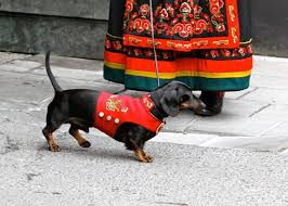 Dachshund In A Jacket Made To Look Like Traditional Norwegian Clothing Adorable Operasjon Dachsverk I Bunad Pa 17 Mai Dog Norwa Dachshund Hund Norge