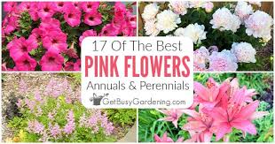 Growing in full sun, you can expect beautiful flowers from late spring until the first frost. Best Pink Flowers Annuals Perennials For An Enchanting Pink Garden