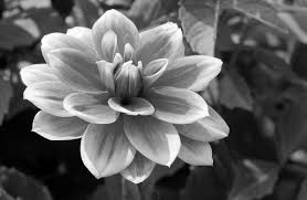 Image result for black and white flower photography