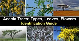 Home & garden online trade show. Acacia Trees Types Leaves Flowers Thorns Identification With Pictures