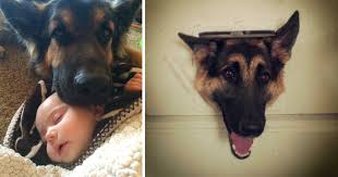 I love this site and the info. 50 Reasons Why German Shepherds Are Bad Family Dogs