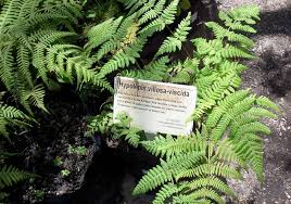 Image result for Hypolepis rugosula